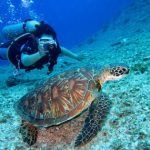 Unveiling the Underwater Wonders: Scuba Diving in the Maldives